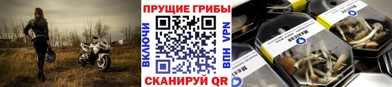 Псилоцибиновые грибы GOLDEN TEACHER  Губаха 